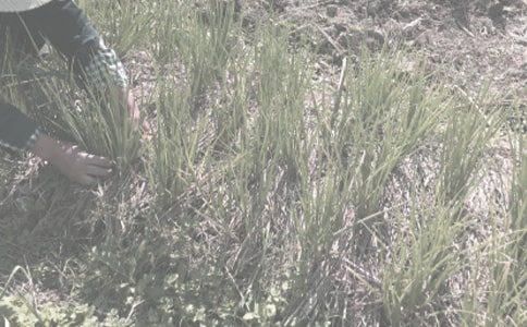 农作物种子预约生产协议书3篇