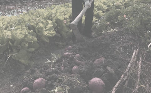 农作物种子买卖合同(精)