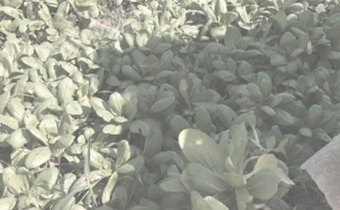 农作物种子买卖合同【推荐】