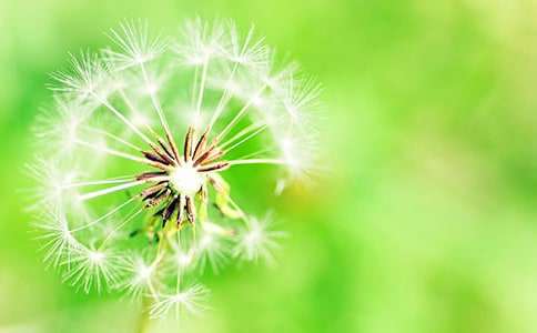 精选蒲公英的旅行作文(通用40篇)