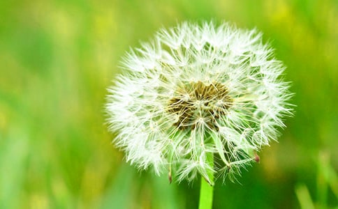 美丽的蒲公英作文精选(12篇)