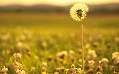 蒲公英旅行记四年级作文