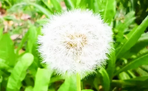 【精】实用的蒲公英作文600字4篇