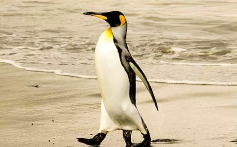 《马达加斯加的企鹅》观后感7篇