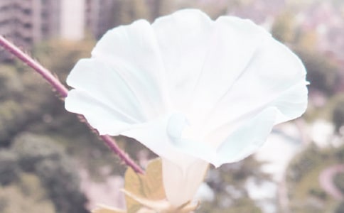 牵牛花的茎作文5篇