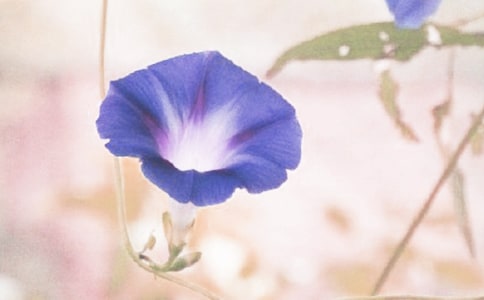 描写牵牛花的初中作文