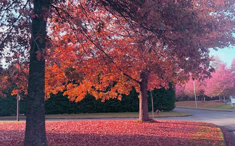 秋日私语小学作文