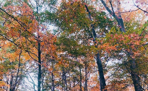 秋日思语的初中作文