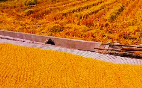 秋收的作文600字(通用30篇)