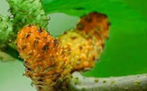 好吃的桑果作文350字