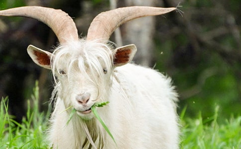 山羊不吃天堂草读后感600字高三