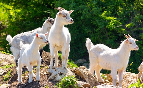 关于山羊作文300字(通用42篇)