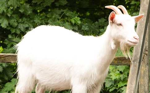 绒山羊养殖工作情况汇报与分析