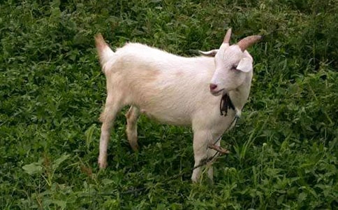 读山羊不吃天堂草有感作文