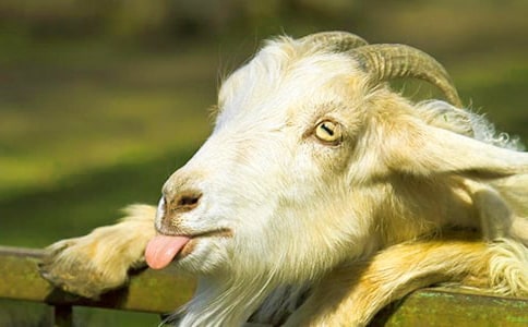 关于山羊作文600字9篇