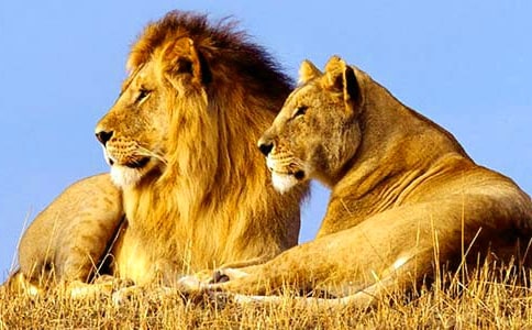 狮子的作文300字10篇(优选)