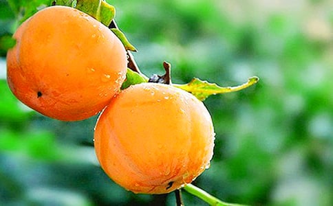 关于柿子的作文(精选42篇)