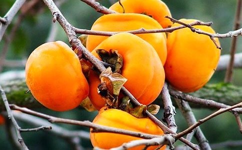 柿子的作文300字