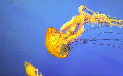 描写水母的作文(精选25篇)