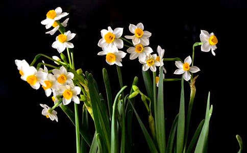 我爱水仙作文13篇