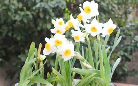 (优秀)我爱水仙花的作文