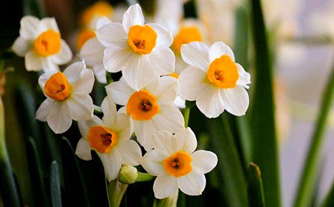 我爱水仙花的作文