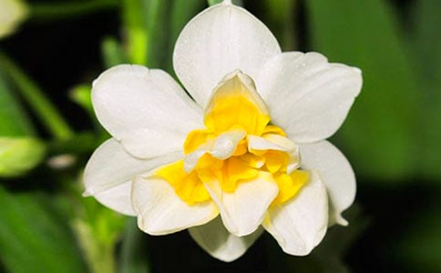 介绍水仙花的作文