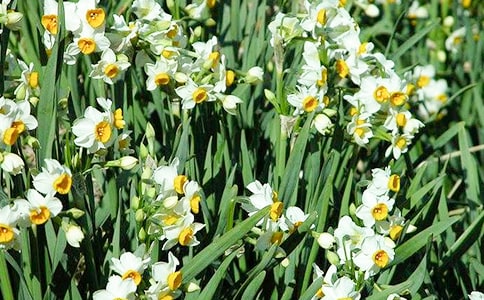 (优选)关于水仙花的作文