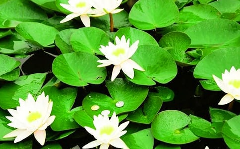 “睡莲”花开作文