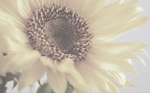 《神奇的太阳花女孩》读后感