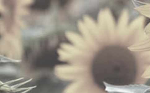 我赞美顽强的太阳花作文