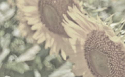 太阳花作文三篇