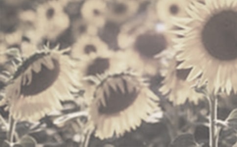 太阳花的小学作文