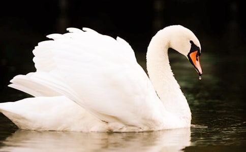 《伊索寓言:天鹅》读后感