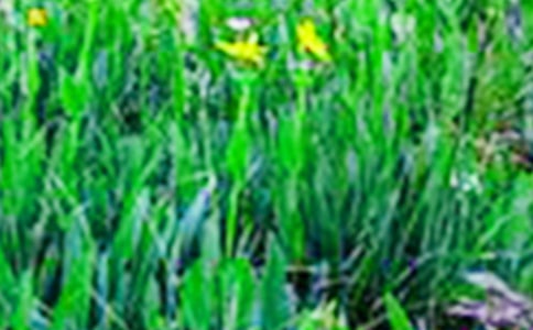 我爱田野的作文