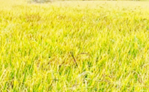 【热门】描写田野的作文7篇