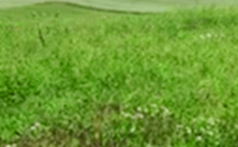 关于希望的田野满分作文