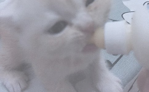 新生儿喂奶注意事项