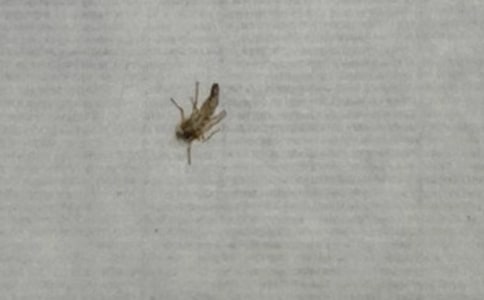 我的拿手好戏拍蚊子作文500字(通用28篇)