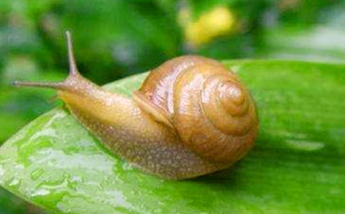 描写小蜗牛的作文