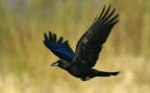 小乌鸦优秀作文6篇