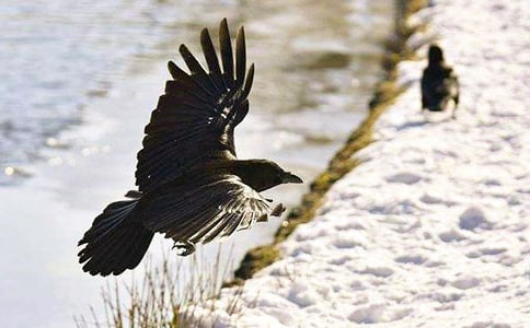 乌鸦美丽的心灵作文(精选17篇)