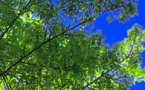 美好的午安微信问候语汇编81条