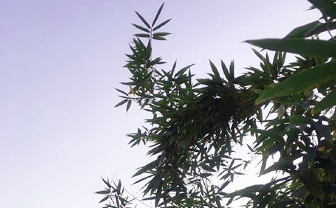 午安问候语短信集锦83条