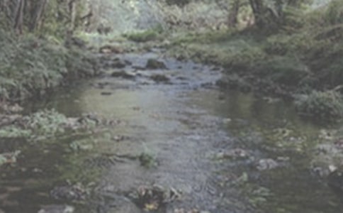 小溪流的旅行作文