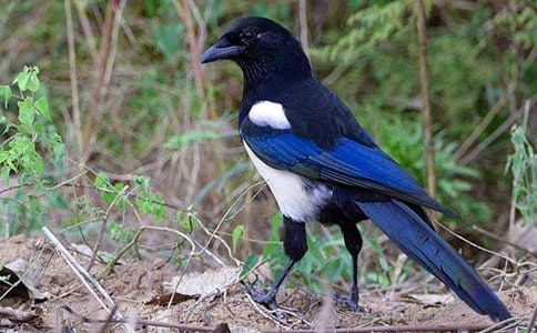 【精华】喜鹊作文300字四篇