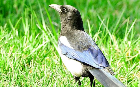 谒金门·双喜鹊_王庭筠的词原文赏析