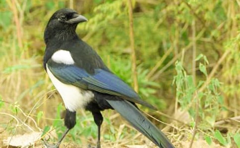 实用的喜鹊的作文300字(通用37篇)