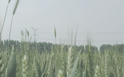 小麦生产实习报告