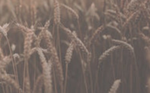 小麦种植基础考察报告